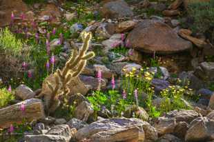 Anza Borrego Wildflowers-9572.jpg